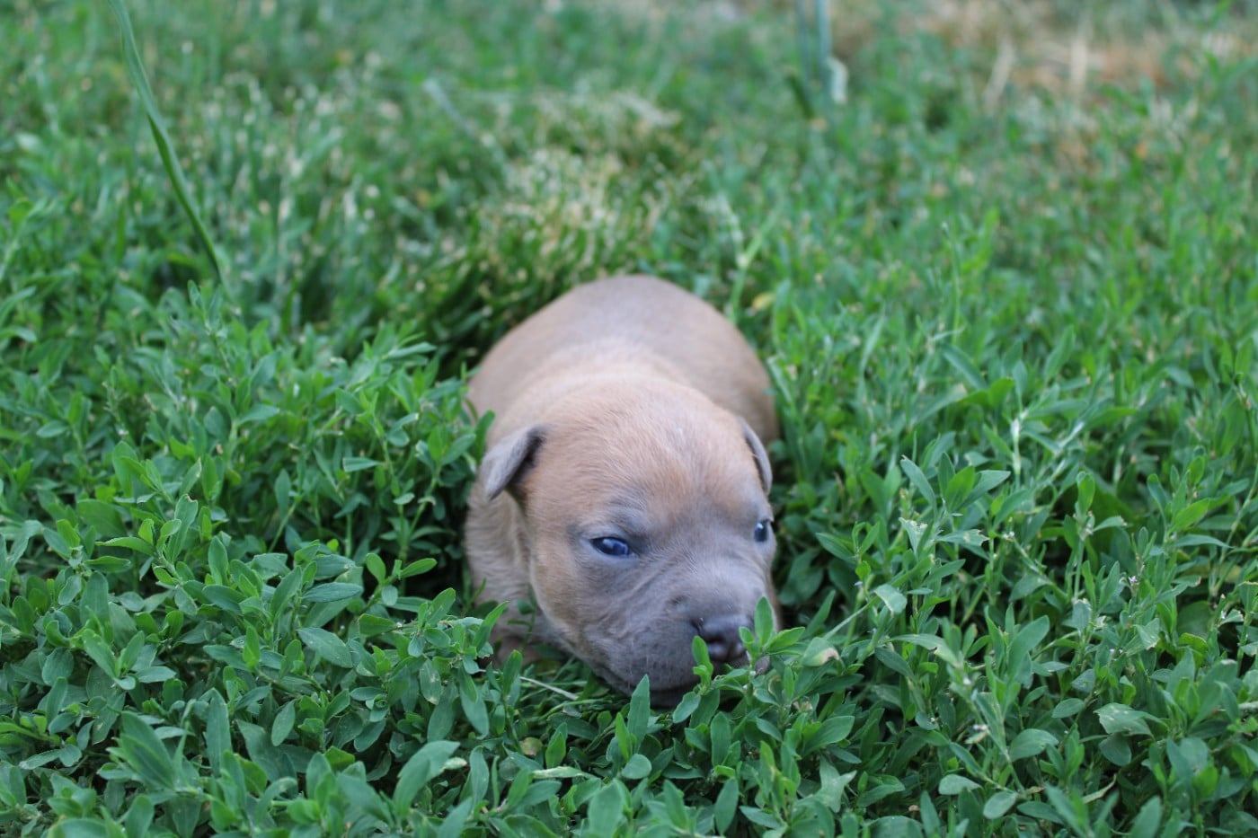 American Staffordshire Terrier - Psycho Extreme Dog