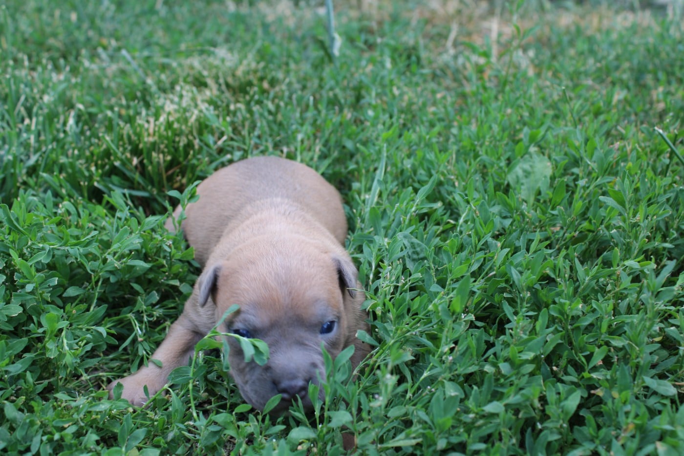 Bluey