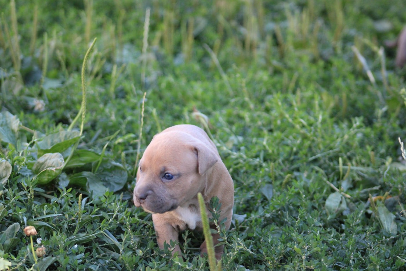 American Staffordshire Terrier - Psycho Extreme Dog