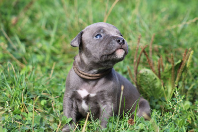 Les chiots de American Staffordshire Terrier