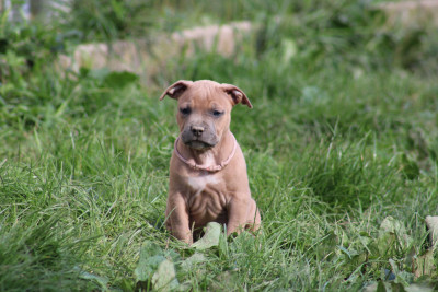 Les chiots de American Staffordshire Terrier