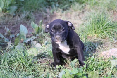 Les chiots de American Staffordshire Terrier