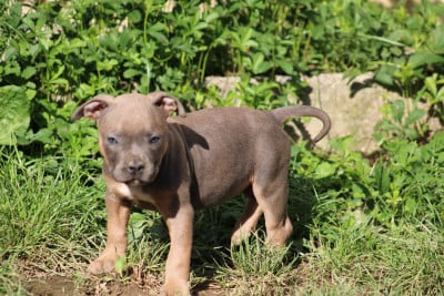 Les chiots de American Staffordshire Terrier