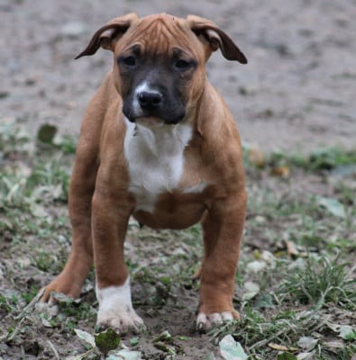 Les chiots de American Staffordshire Terrier