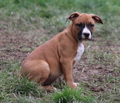 Les chiots de American Staffordshire Terrier