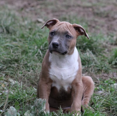 Les chiots de American Staffordshire Terrier