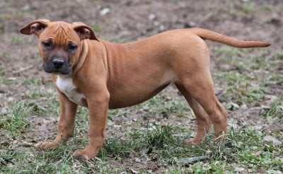 Les chiots de American Staffordshire Terrier