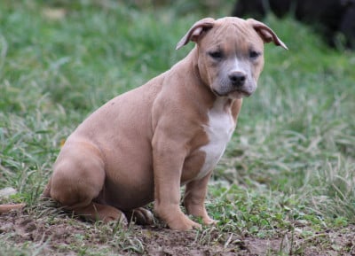 Les chiots de American Staffordshire Terrier
