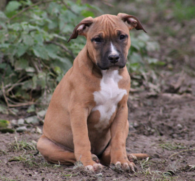 Les chiots de American Staffordshire Terrier
