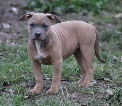 Les chiots de American Staffordshire Terrier