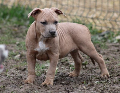 Les chiots de American Staffordshire Terrier