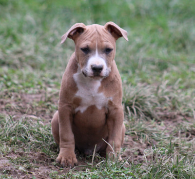 Les chiots de American Staffordshire Terrier