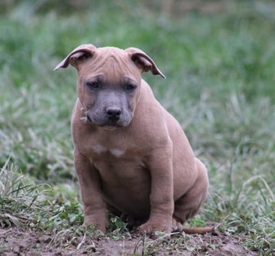 Les chiots de American Staffordshire Terrier