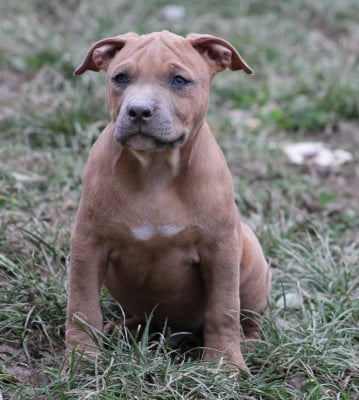 Les chiots de American Staffordshire Terrier