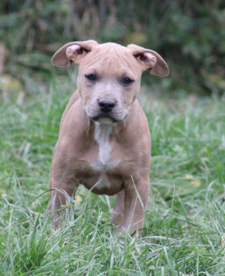 Les chiots de American Staffordshire Terrier