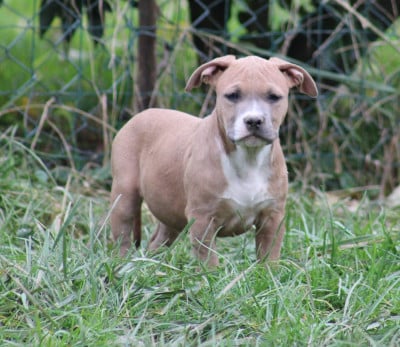 Les chiots de American Staffordshire Terrier