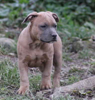 Les chiots de American Staffordshire Terrier