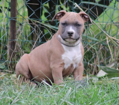 Les chiots de American Staffordshire Terrier