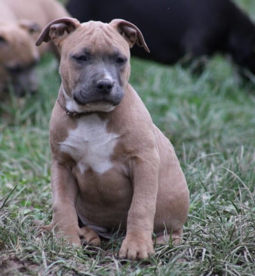 Les chiots de American Staffordshire Terrier