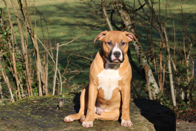 Les chiots de American Staffordshire Terrier