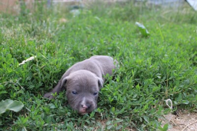 Bella - American Staffordshire Terrier