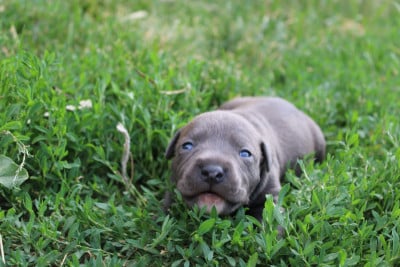 Bingo - American Staffordshire Terrier