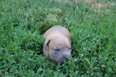 Bluey - American Staffordshire Terrier