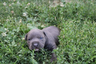 Biscuit - American Staffordshire Terrier