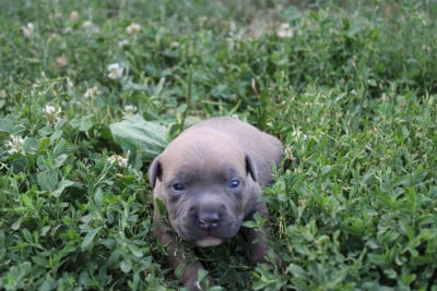 Bruce - American Staffordshire Terrier