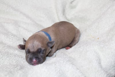 Bluey - American Staffordshire Terrier