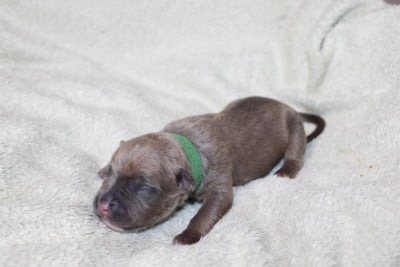 booba - American Staffordshire Terrier