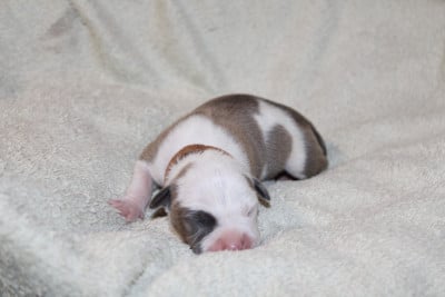 balto - American Staffordshire Terrier