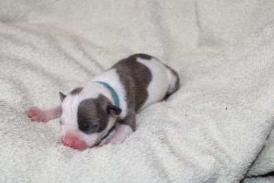 buzz - American Staffordshire Terrier