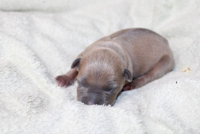 baya - American Staffordshire Terrier