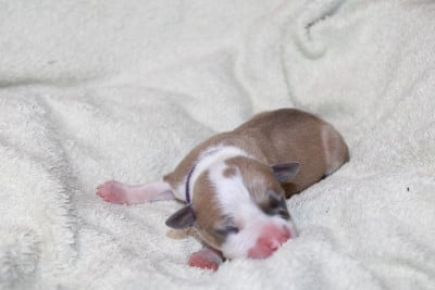 brook - American Staffordshire Terrier