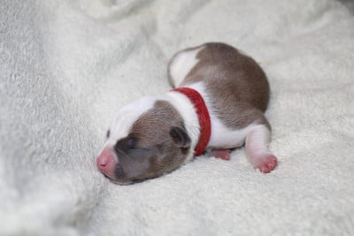 bella - American Staffordshire Terrier