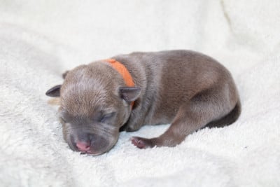 bloom - American Staffordshire Terrier