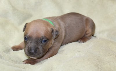 Les chiots de American Staffordshire Terrier