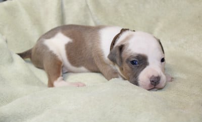 Les chiots de American Staffordshire Terrier