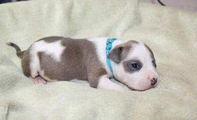 Les chiots de American Staffordshire Terrier