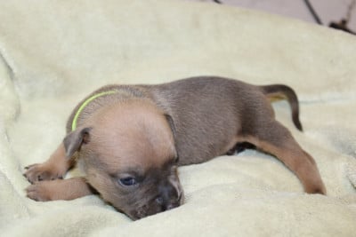 Les chiots de American Staffordshire Terrier