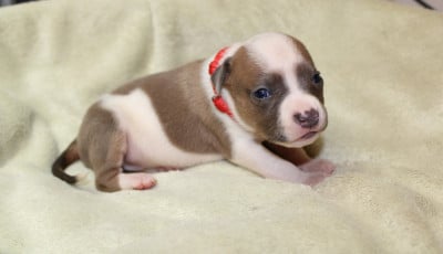 Les chiots de American Staffordshire Terrier