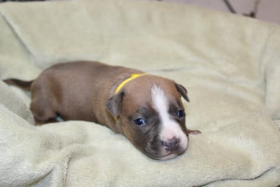 Les chiots de American Staffordshire Terrier