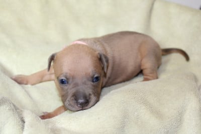 Les chiots de American Staffordshire Terrier