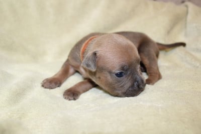 Les chiots de American Staffordshire Terrier