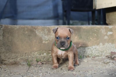 Les chiots de American Staffordshire Terrier