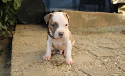 Les chiots de American Staffordshire Terrier