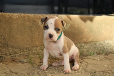 Les chiots de American Staffordshire Terrier