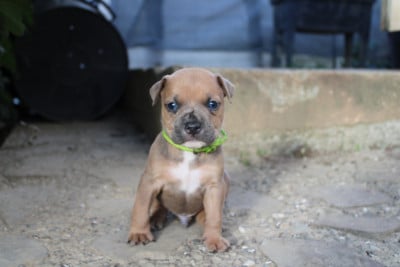 Les chiots de American Staffordshire Terrier