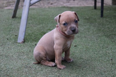 Les chiots de American Staffordshire Terrier